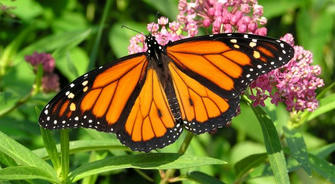 The Mysterious Disappearance of America's Butterflies: What It Means for You