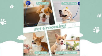 Pet Grooming Goes Beyond Bathing: 5 Essential Steps to Full-Body Care for Your Furry Friend